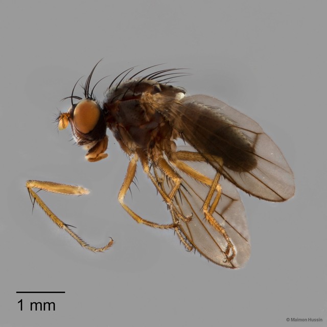 Notiphila sp. "ZRCBDP0126359" • © Maimon Hussin • All Rights Reserved