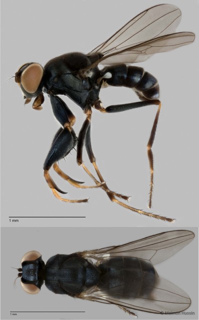 Ochthera sp. "ZRCBDP0019840" • © Maimon Hussin • All Rights Reserved