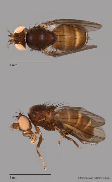 Orasiopa sp. "ZRCBDP0104600" • © Miteshravin S/O Ravindran • All Rights Reserved