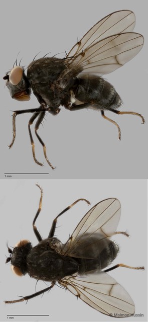 Paralimna sp. "cf. picta" • © Maimon Hussin • All Rights Reserved