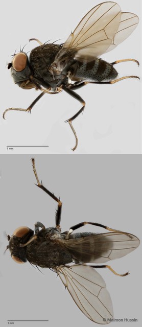 Paralimna quadrifascia