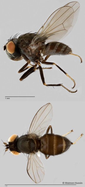 Paralimna quadrifascia