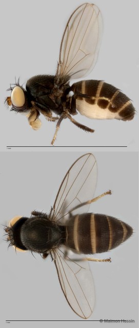 Polytrichophora sp. "ZRCBDP0019877" • © Maimon Hussin • All Rights Reserved