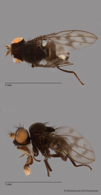 Ptilomyia sp. "ZRCBDP0089951" • © Miteshravin S/O Ravindran • All Rights Reserved
