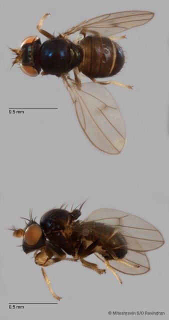 Ptilomyia sp. "ZRCBDP0103032" • © Miteshravin S/O Ravindran • All Rights Reserved