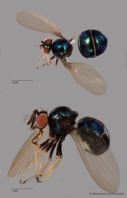 Rhynchopsilopa sp. "ZRCBDP0104826" • © Miteshravin S/O Ravindran • All Rights Reserved