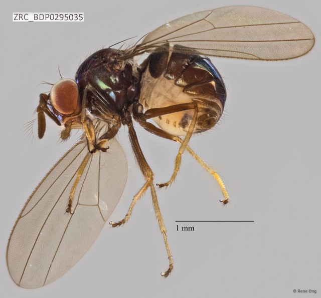 Rhynchopsilopa sp. "ZRCBDP0295035" • © Rene Ong • All Rights Reserved
