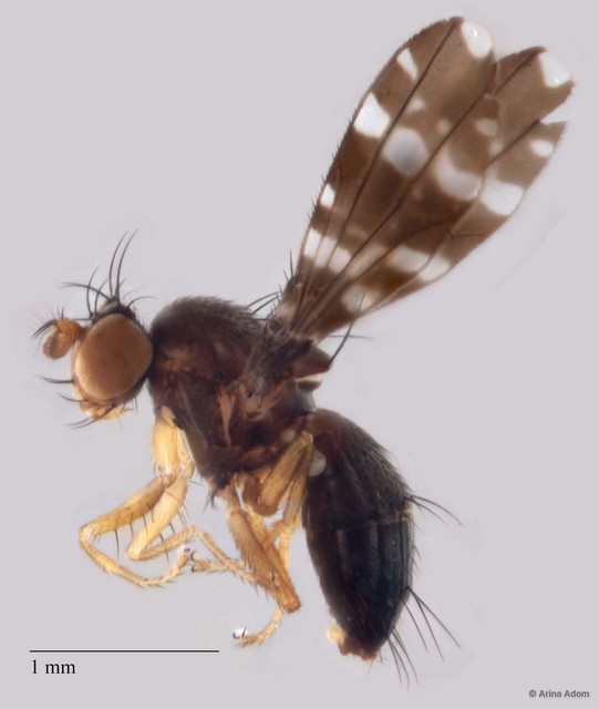 Trypetomima formosina
