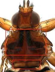 Hippoboscidae sp. "ZRCBDP0298052" • © Leshon Lee • All Rights Reserved