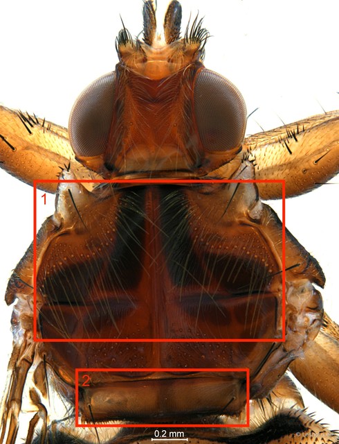 Hippoboscidae sp. "ZRCBDP0298052"