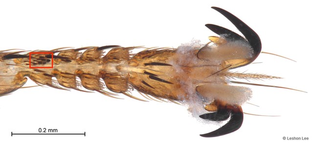 Hippoboscidae sp. "ZRCBDP0298052"