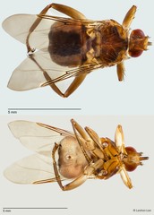 Hippoboscidae sp. "ZRCBDP0298052"