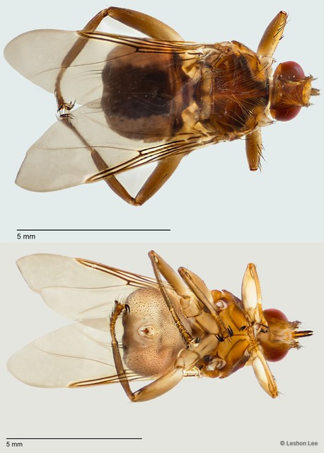 Hippoboscidae sp. "ZRCBDP0298052" • © Leshon Lee • All Rights Reserved