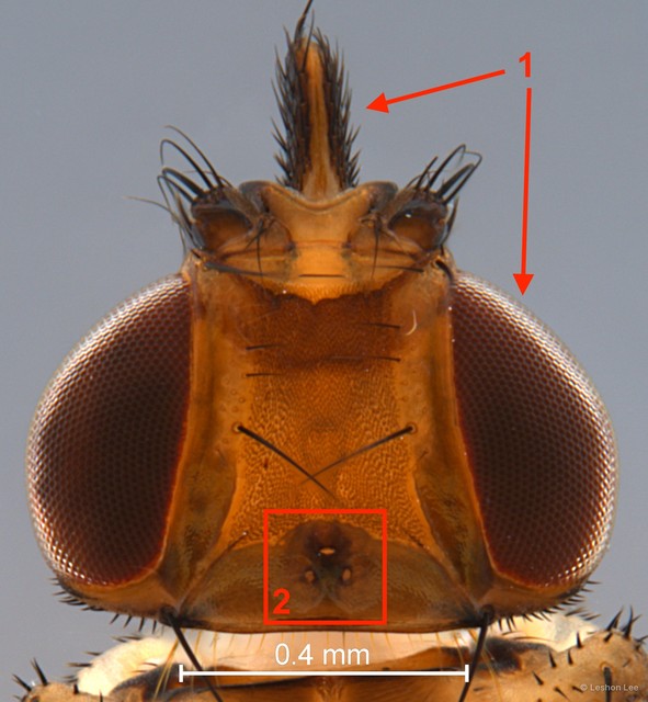 Lynchia maquilingensis