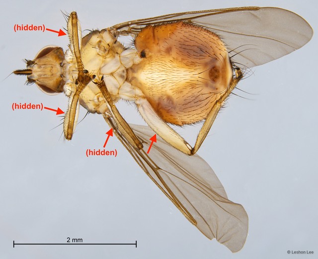 Lynchia maquilingensis