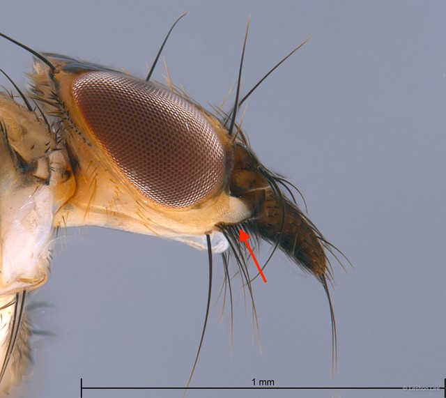 Lynchia maquilingensis