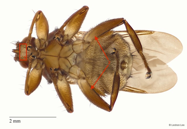 Lynchia omnisetosa