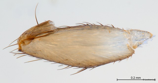 Lynchia sensilis