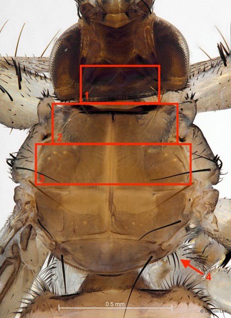 Lynchia sensilis