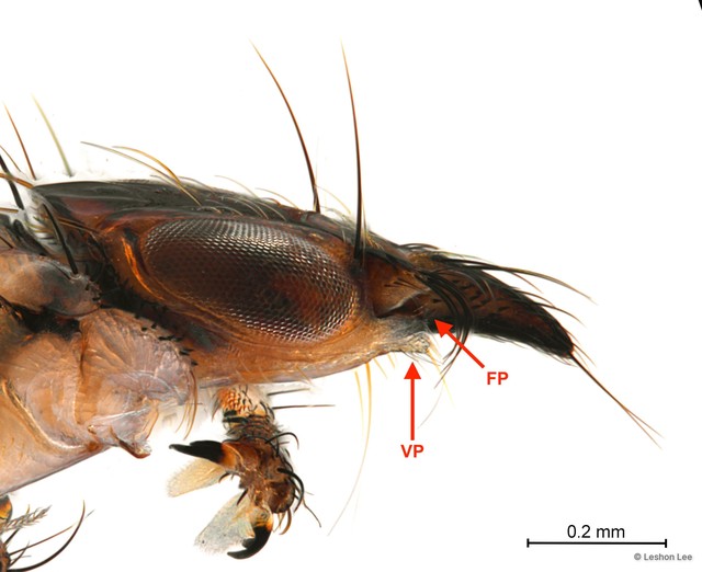 Lynchia sensilis