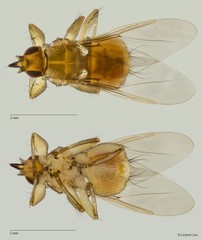 Lynchia sensilis