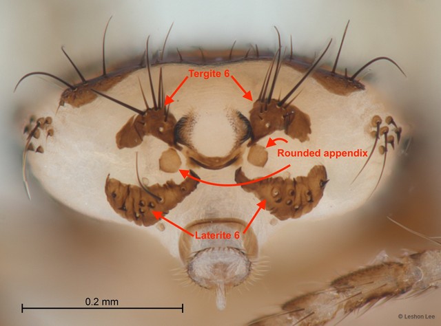 Ornithoica bistativa