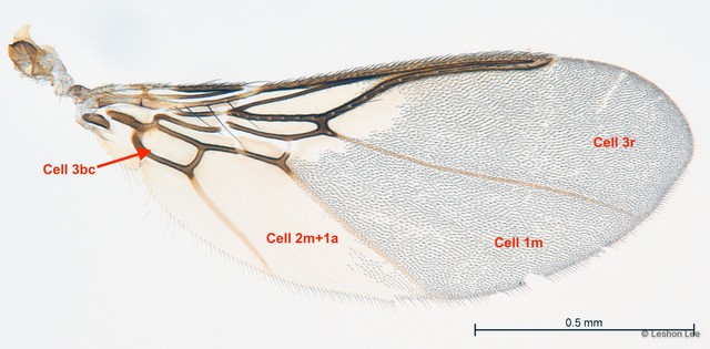 Ornithoica bistativa