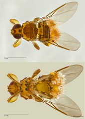 Ornithoica bistativa