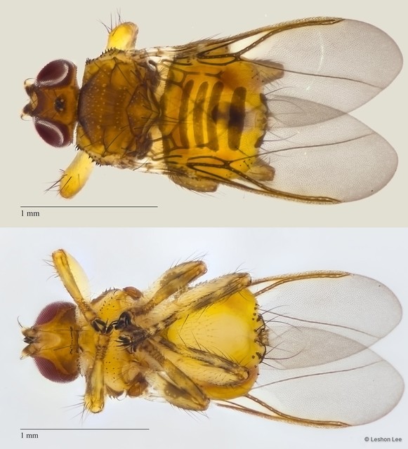 Ornithoica bistativa