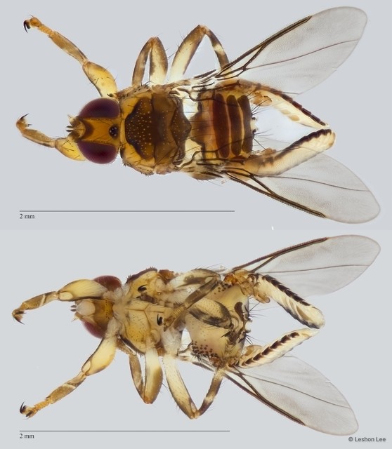 Ornithoica bistativa