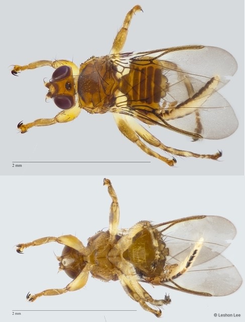 Ornithoica bistativa