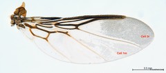 Ornithoica submicans • © Leshon Lee • All Rights Reserved