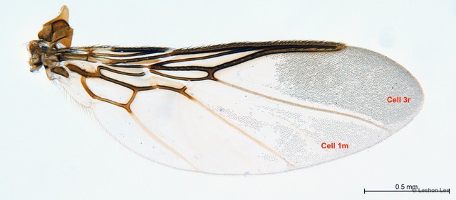 Ornithoica submicans