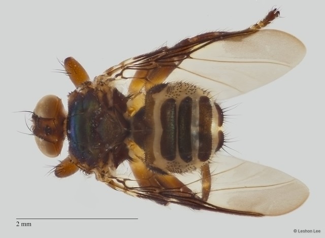 Ornithoica submicans