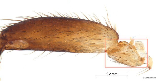 Ornithoica submicans