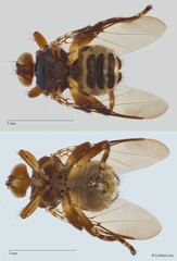 Ornithoica submicans Maa, 1963