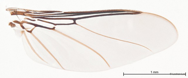 Ornithophila metallica