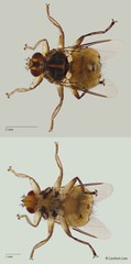 Ornithophila metallica