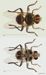Ornithophila metallica • © Leshon Lee • All Rights Reserved