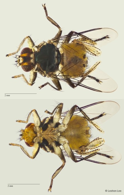 Ornithophila metallica