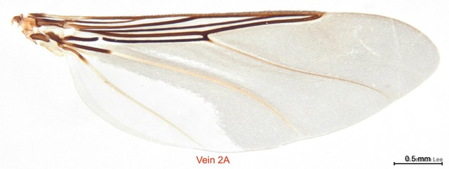 Pseudolynchia canariensis