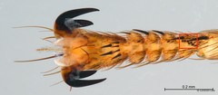 Pseudolynchia canariensis • © Leshon Lee • All Rights Reserved