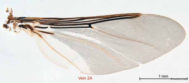 Pseudolynchia garzettae