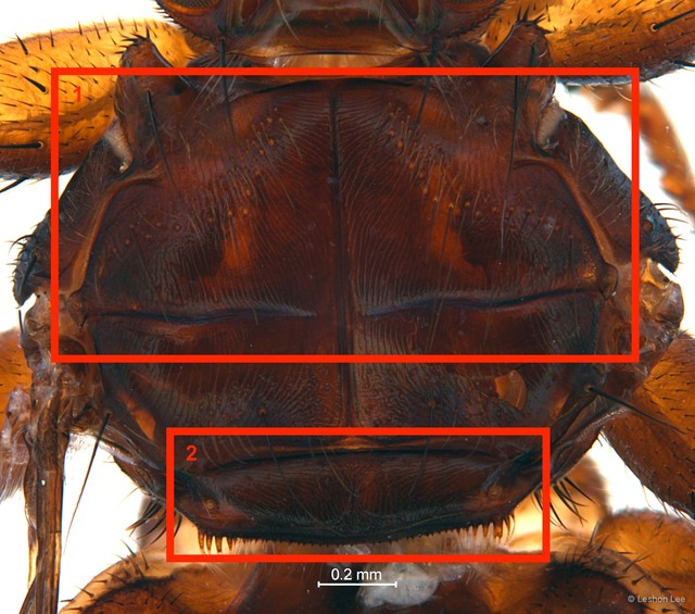 Pseudolynchia garzettae