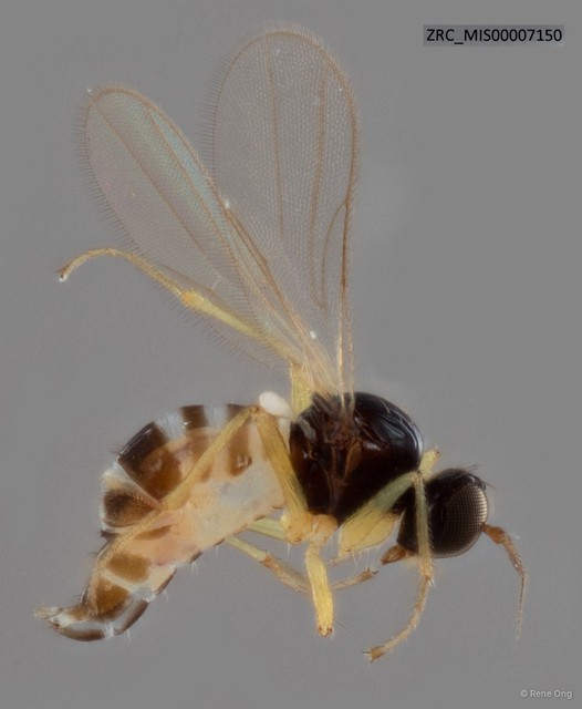Hybotidae sp. "ZRC_MIS00007150" • © Rene Ong • All Rights Reserved