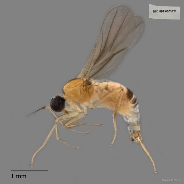 Hybotidae sp. "ZRCBDP0017835" • © Maimon Hussin • All Rights Reserved