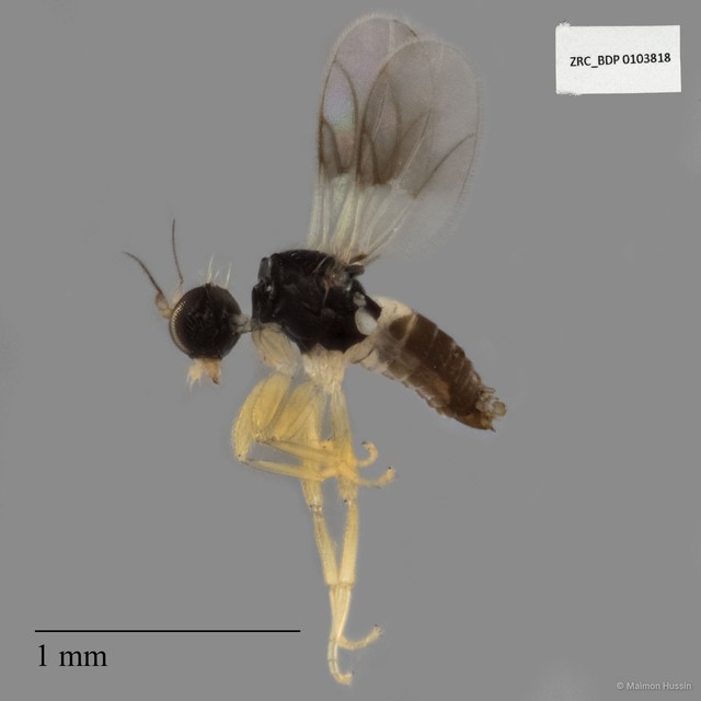 Hybotidae sp. "ZRCBDP0019753" • © Maimon Hussin • All Rights Reserved