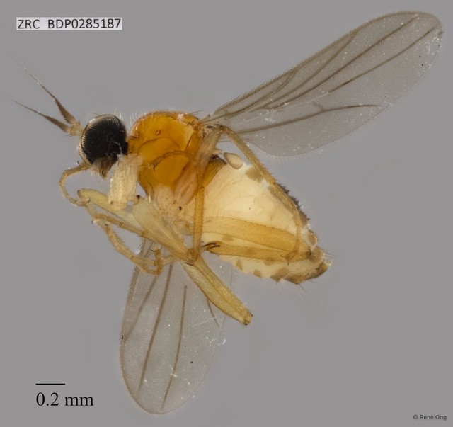 Hybotidae sp. "ZRCBDP0021571" • © Rene Ong • All Rights Reserved