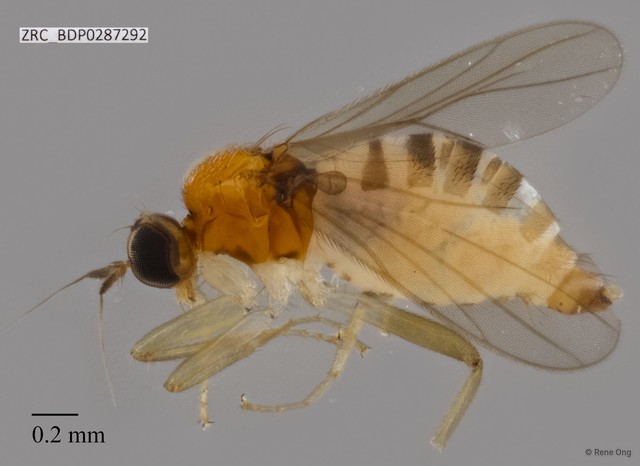 Hybotidae sp. "ZRCBDP0084056" • © Rene Ong • All Rights Reserved