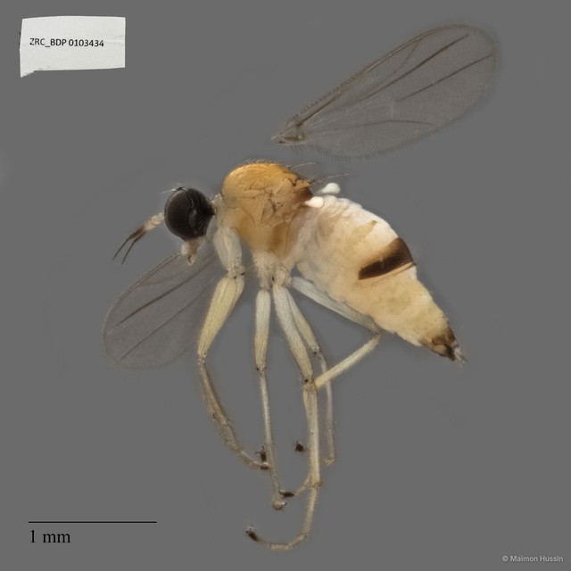 Hybotidae sp. "ZRCBDP0103434" • © Maimon Hussin • All Rights Reserved